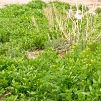 سگ سرابی|سگ|خاروانا, |دیوار