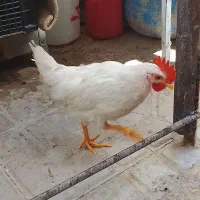 جوجه مرغ وخروس