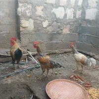 خروس
