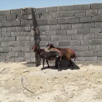 میش افشاری
