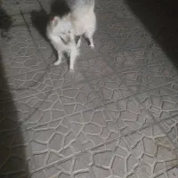 سگ پامر