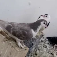 ۱۰۰۰۰۰۰|پرنده|مشهد, امیریه|دیوار