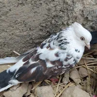 کفتر پرشی