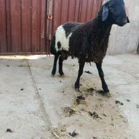 بره