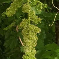 باغچه-65متربنا-استخرسهمیه-اب-برق