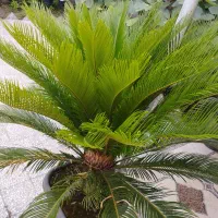 سیکاس