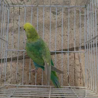 مرغ عشق رینبو ماده مولد جوجه داده غلظت بالا