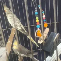 عروس هلندی جفت تخم گذار  با قفس بزرگ و محکم