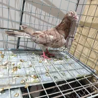 کفتر سرور قزوینی