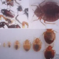 سمپاشی ساس سوسک موش با ضمانت شبانه روزی