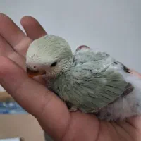 پرنده طوطی برزیلی سرلاکی