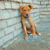 توله سگ پیتبول ماده ۴ ماهه