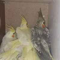 جوجه سرلاکی
