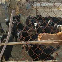 فروش 31عدد بی ترچک