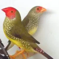 فنچ گلدین ، ستاره ای