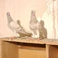 جوجه کاغذی دم سفید ذات پرشی