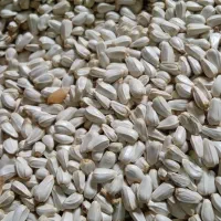 بذر کافیشه ، گلرنگ