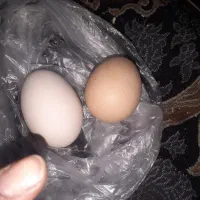 مرغ چابهاری اصل