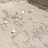کفتر پرشی