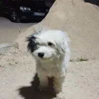 سگ گم شده