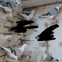 کفتر کبوتر