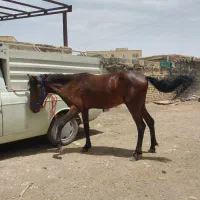 فروش یک راس نریون پونی