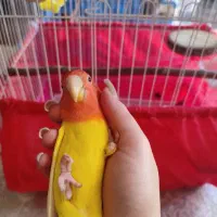 کوتوله برزیلی