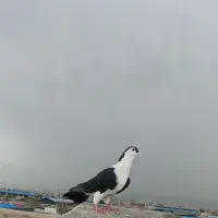 کبوتر ساده کلاغ دم و کلاغ