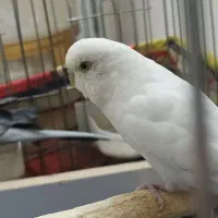 مرغ عشق
