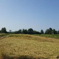 شالیزار مرغوب 5500متری یک ملیون تومان