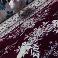 حسن پناهی