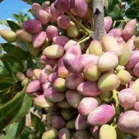 مشاوره تخصصی باغات پسته