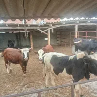 گوساله نر دورگ گوشتی چاق چاق