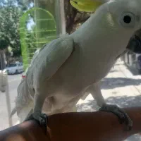 کاکادو