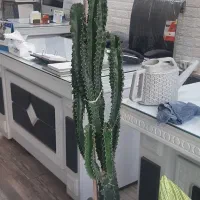 ایفوربیا یک متر نیم چند شاخه