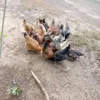 مرغ های تخم گذار