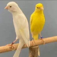 تعدادی  قناری