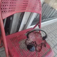 شکلات خوری قدیمی