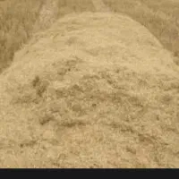 کاه گندم  مرغوب و با کیفیت