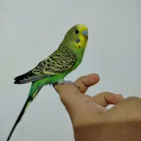 مرغ عشق نر معاوضه
