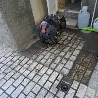 بوغلمون نر و ماده تخم گذار