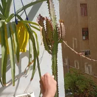 کاکتوس بزرگ و قوی