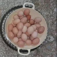 تخم مرغ محلی اصل نطفه دار  دونه ای 25