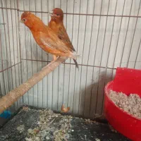 قناری جفتی و تکی مست