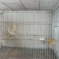 تعدادی قناری معمولی وموزاییکی