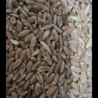 گندم ابی
