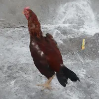 حیوان خانگی
