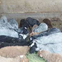 پنج میش وده بره چهارمیش تازه زاییده هشت تا بره