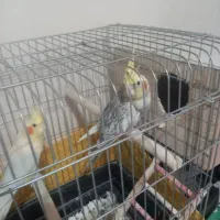 معاوضه عروس هلندی نر با ماده