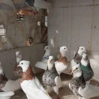 کفتر پرشی زاق سرور طوقی سوری آرشینگل کانادایی...